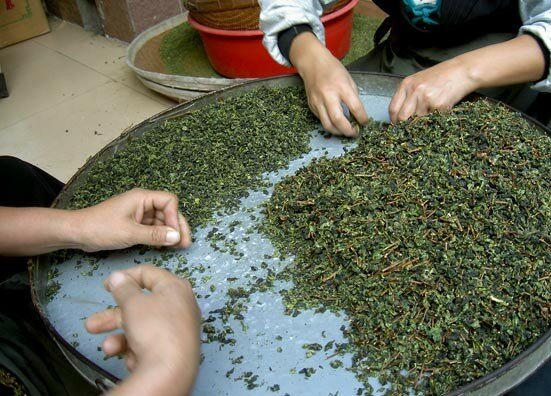 tieguanyin