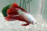 Betta Splendens Rouge et Blanc