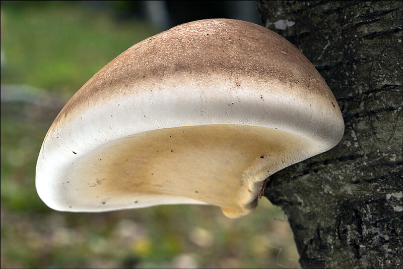 Piptoporus betulinus 1394