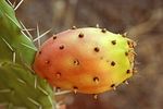 230px-Opuntia_ficus-indica_fruit9