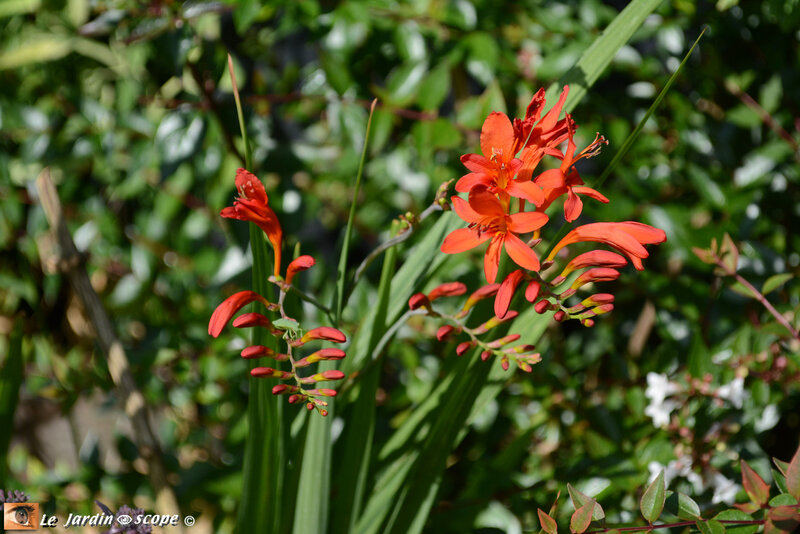 Crocosmia X hybrida Lucifer