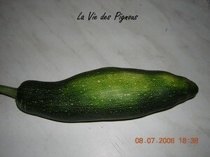 1_re_courgette