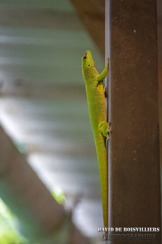 GECKO DIURNE DE MADAGASCAR (Phelsuma madagascariensis grandis) mutation Paternless (Classique) - Île Maurice
