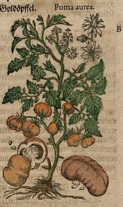 Mattioli__Pietro_Andrea_