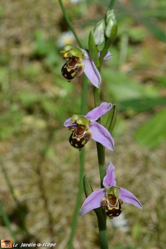 Ophrys 2