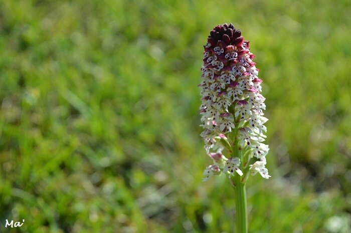 170418_cimetiere_peryus_3_orchis_brule