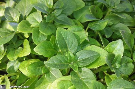 Basilic-petites-feuilles