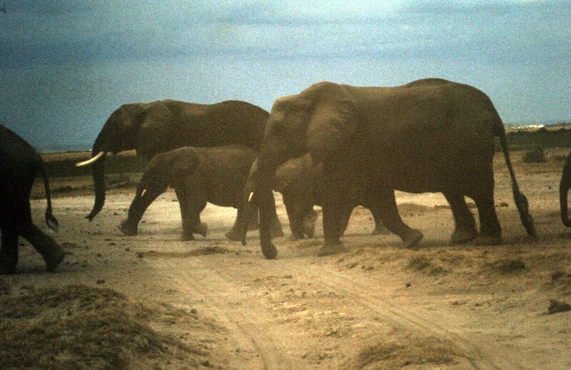 amboseli elephants troupeaux ss