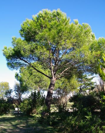 Pin_parasol__Pinus_pinea__Ecorce__1_