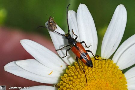 Leptura bifasciata • Stenurella bifasciata