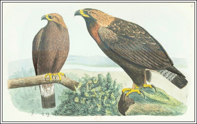 Aigle royal, illustration d'Alphonse Dubois, entre 1854 et 1860