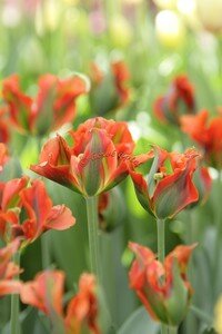 IMG_2535copie2