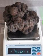 la-truffe-a-la-pesee-photo-afp-stuart-dunbar-1471937979