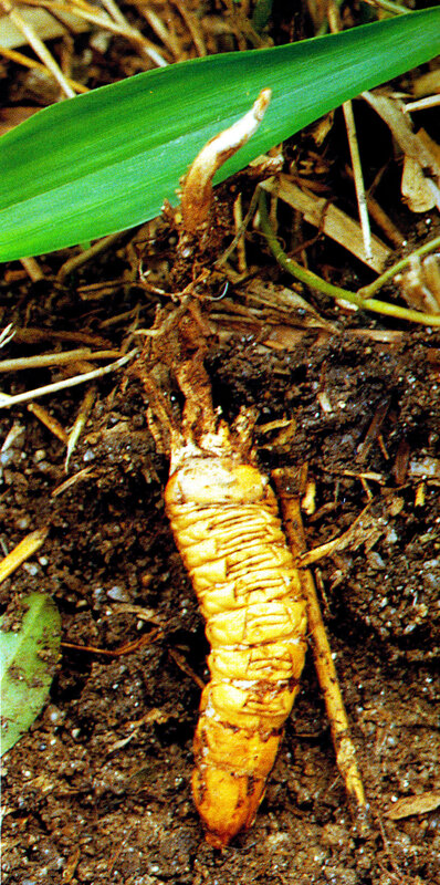 Cordyceps nakazawai