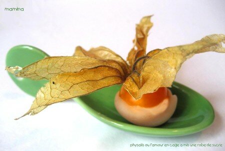 PHYSALIS