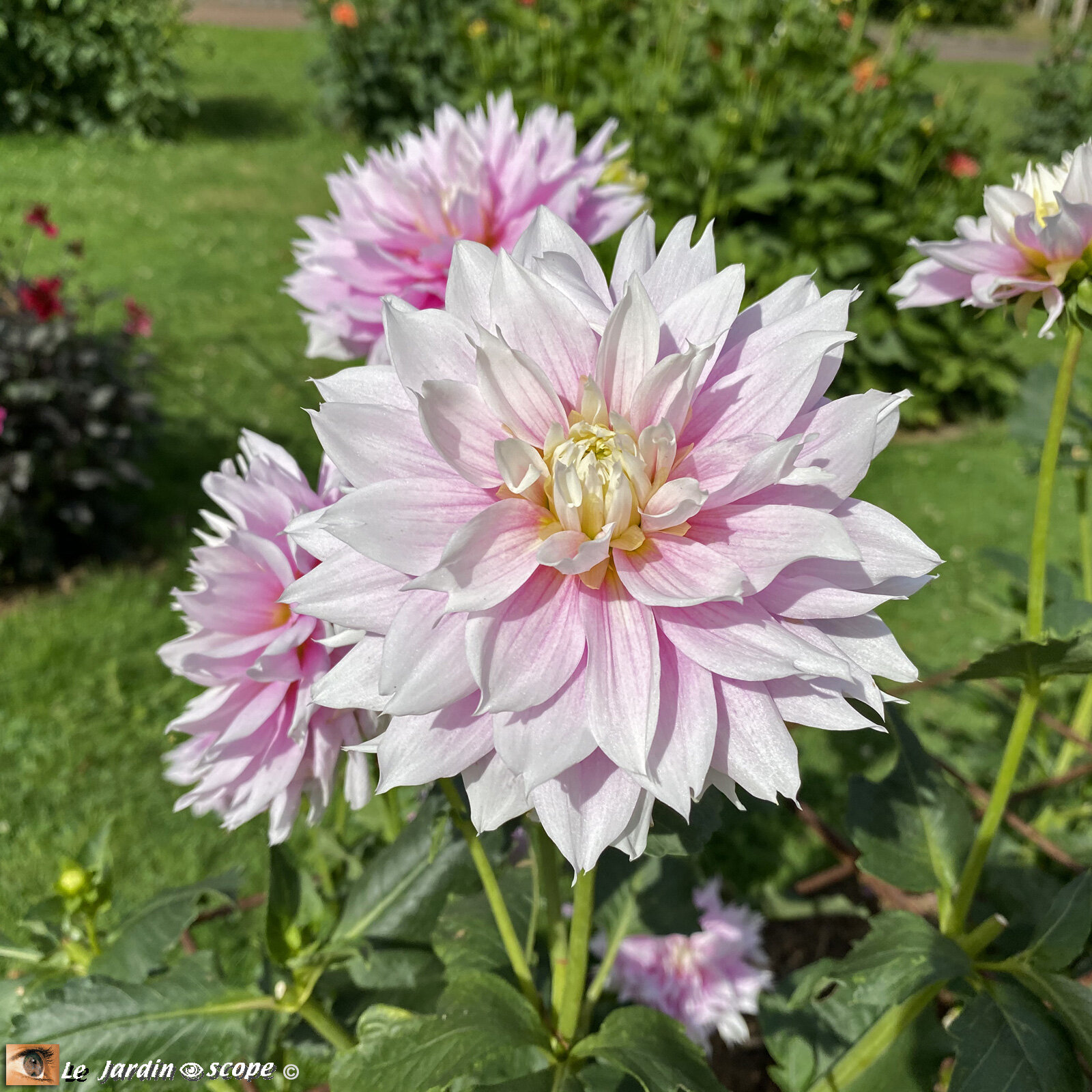 Dahlia-Evanah