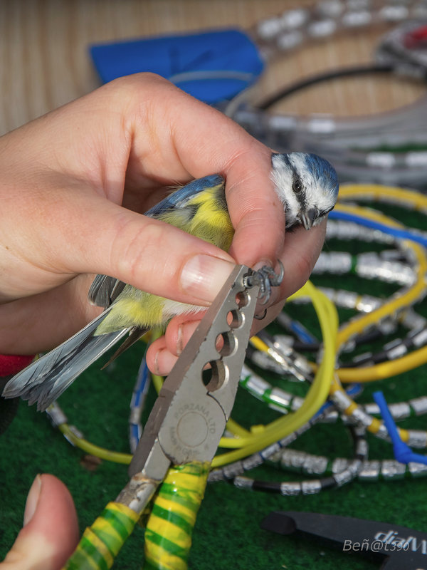 Mésange bleue