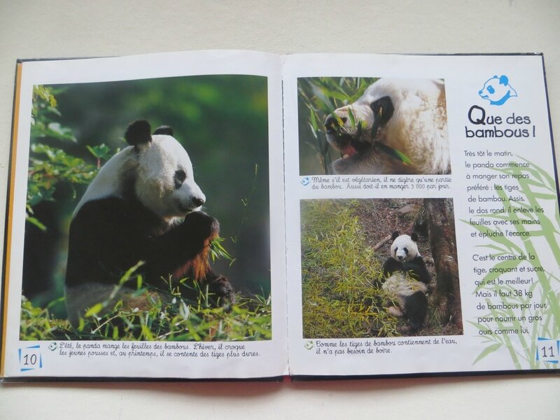 Le panda fou de bambou