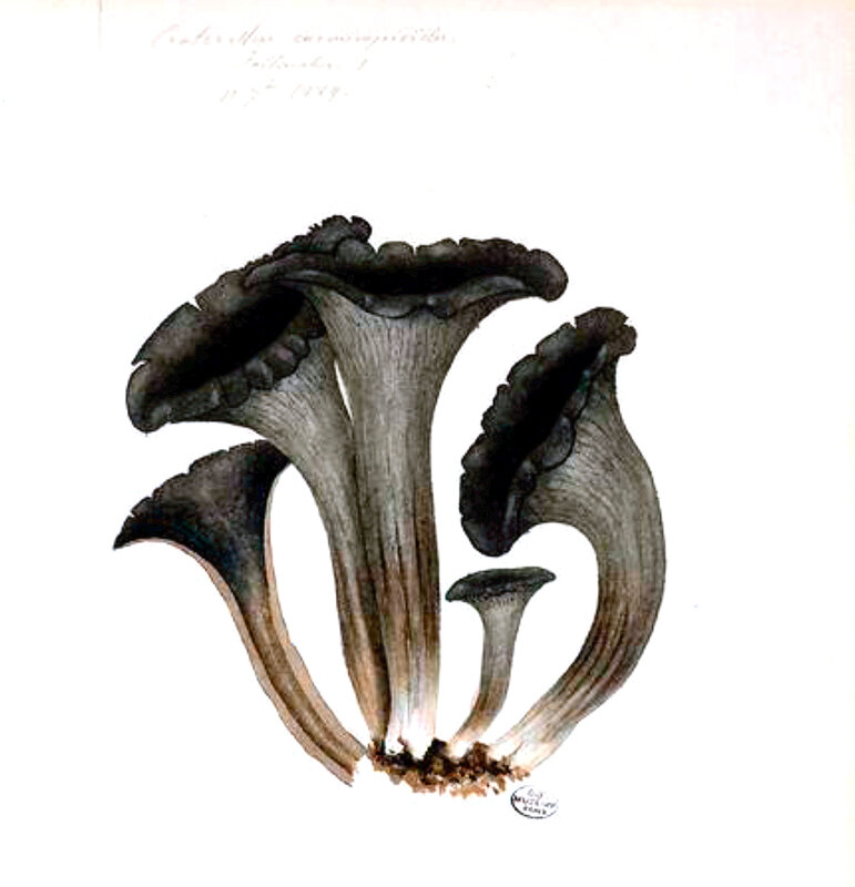 49 Craterellus cornucopioides