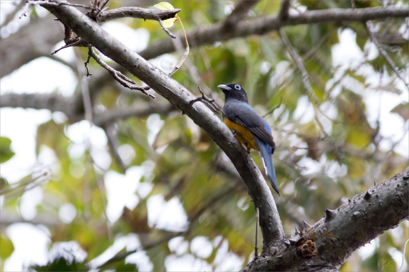 J12 2 Ensenada 121219 300 61 ym oiseau Trogon tête noire