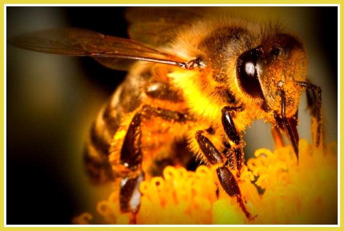 Défense de la biodiversité: pour une politique du vivant abeille