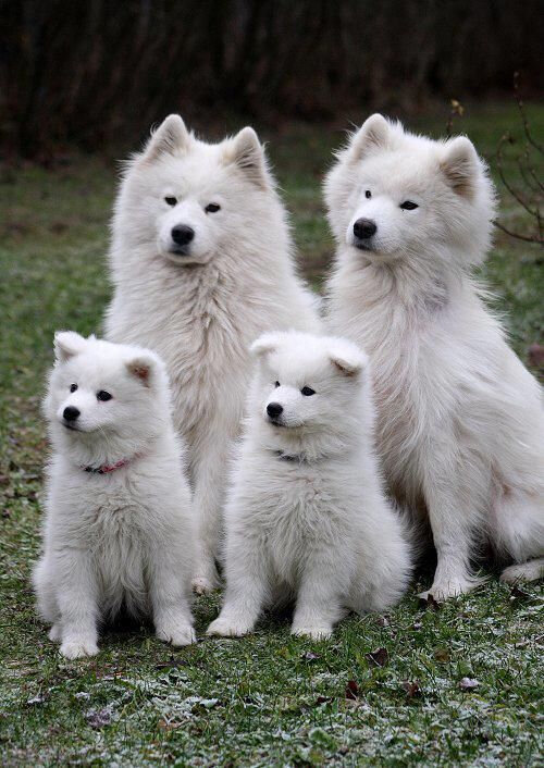 chiens blanc