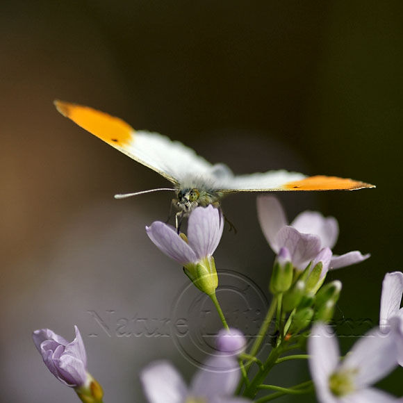 Macro-Insecte-Lepidoptere-Aurore