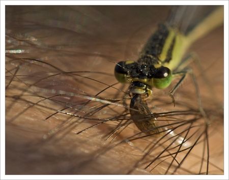 QM_libell_agrion_mange_coccin_prive_290809
