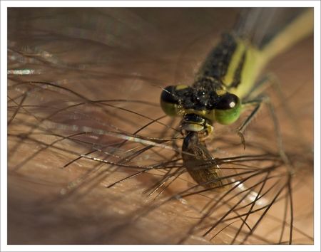 QM_libell_agrion_mange_coccin_prive_290809