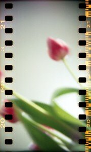 tulipes_olivet