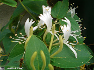 Chevrefeuille_blanc