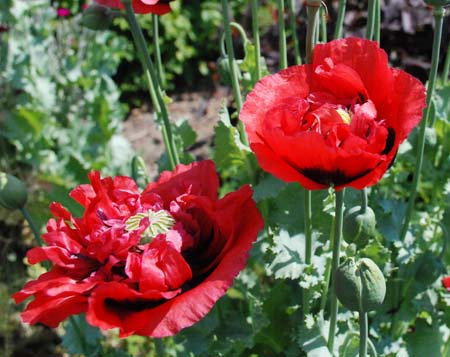 papaver somniferum 12