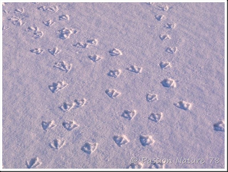 Traces d'animaux dans la neige (23)