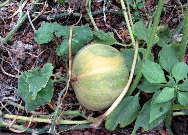 201910 jardin début octobre courge au compost