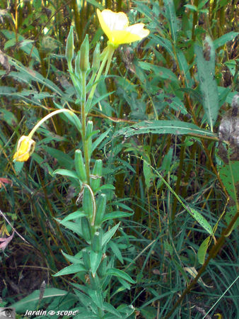 Oenothera_biennis_2