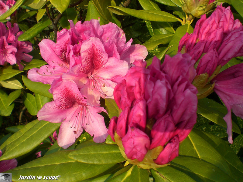Rhododendrons en boutons