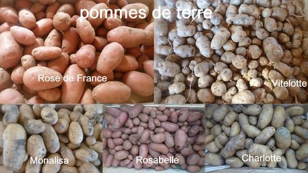 20-pommes de terre 2