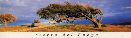 arbre_patagonie