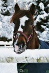 cheval_dans_la_neige