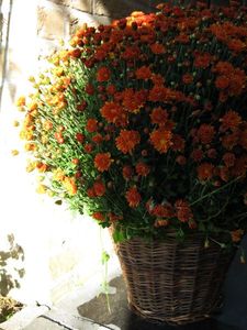 automne_001
