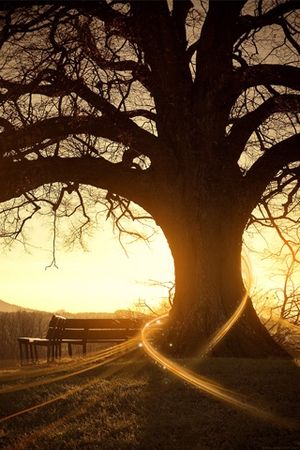sunlight_breeze_iphone_wallpaper