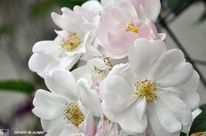 Sourire-d'orchidee