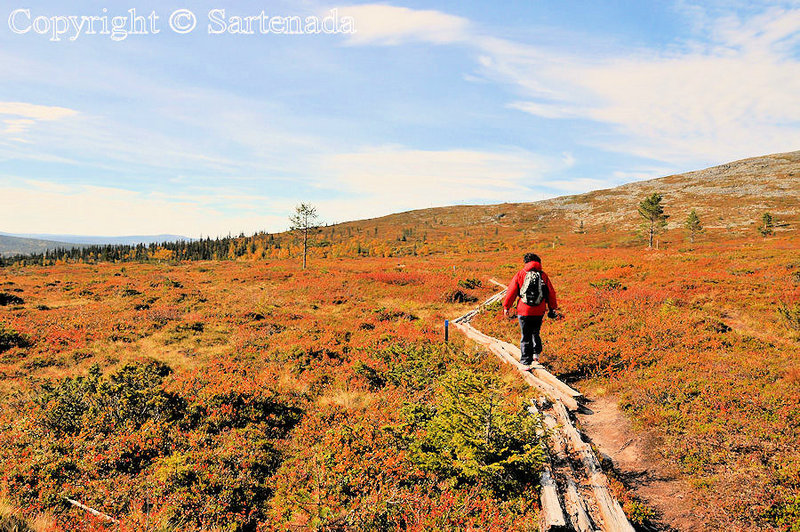 Palkaskero_Fell_Lapland_ (52)