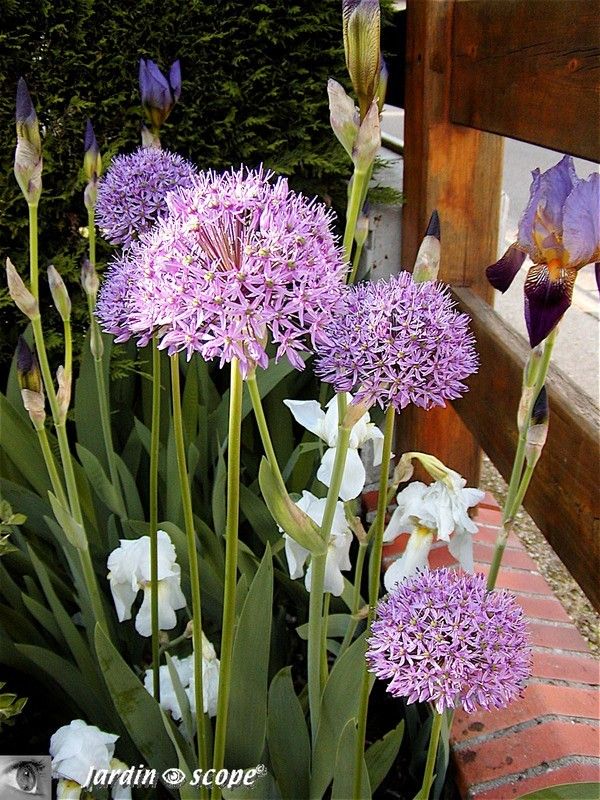 Allium 'Gladiator et Iris des jardins