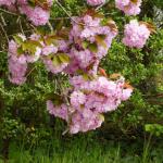 a a a printemps1
