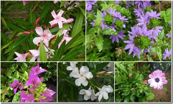 bouquets divers cour et jardin4
