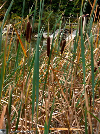 Typha_latifolia_Massette