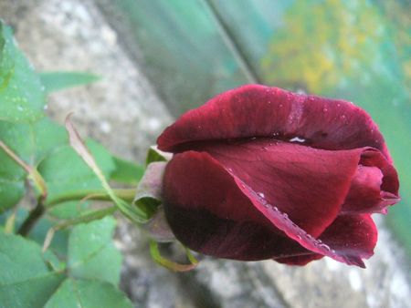 rose rouge et la rosée