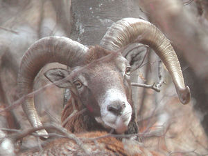 mouflon_33