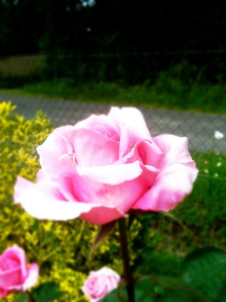 roses a (2)